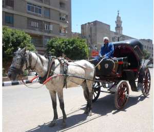 حصان عم شرابي عربجي الحنطور ينقل مصابين الحصار للمستشفى
