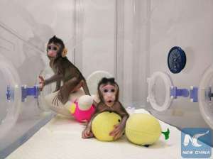 القردان المستنسخان