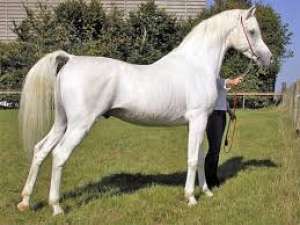 محرز: تصدير الدفعة الأولى من الخيول العربية الأصيلة لألمانيا وإيطاليا