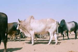 وزير الثروة الحيوانية السودانى: وقعنا عقدا لتصدير 800 ألف رأس أبقار إلى مصر